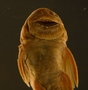 Pseudancistrus pediculatus 27 mmSL FMNH 58565 mouth